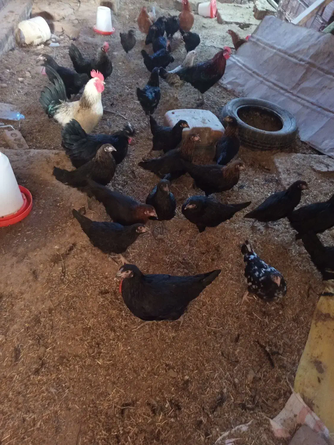 جوجه مرغ محلی 3 ماهه|حیوانات مزرعه|نهبندان, |دیوار