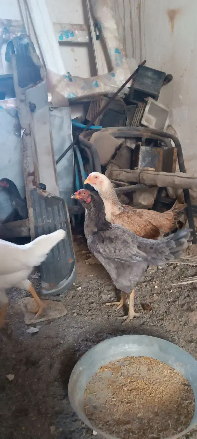 مرغ و خروس لاری|حیوانات مزرعه|کاشان, شهرک صنعتی امیرکبیر ۲|دیوار