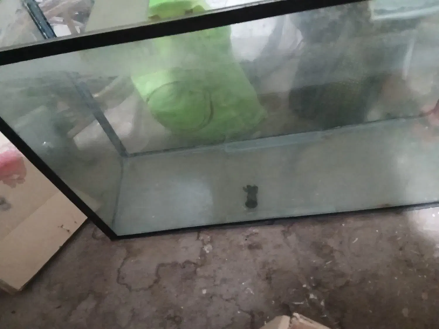 شیشه آکواریوم|ماهی|الوند, |دیوار