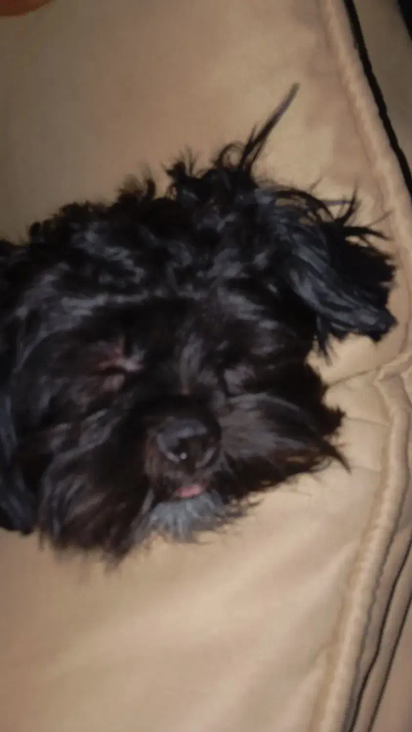 گم شدن سگ اسمش ریزه هست|سگ|شیراز, سیاه سنگ|دیوار