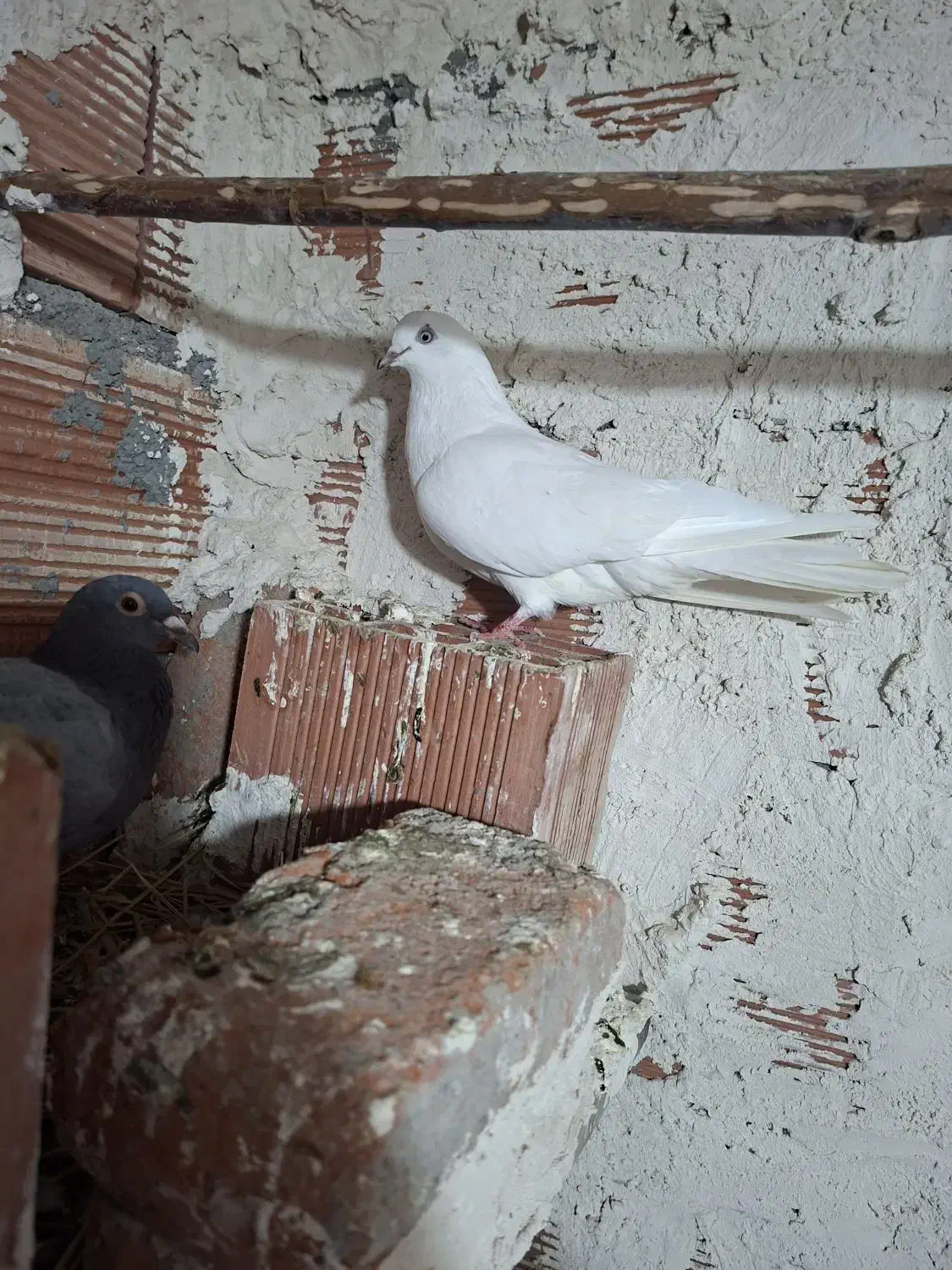 صید شده ماده|حیوانات|اردبیل, |دیوار