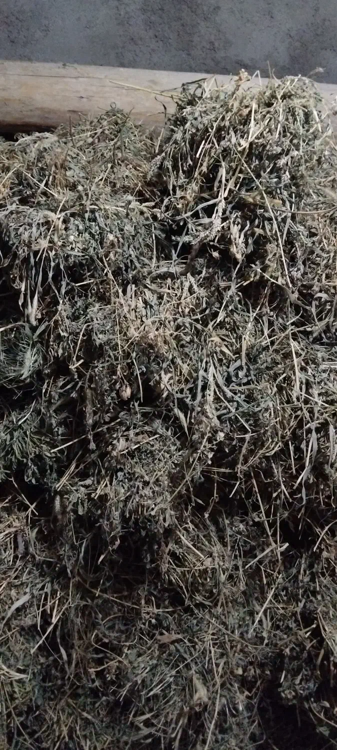 ۱۰۰ کیلو یونجه|خوردنی و آشامیدنی|بجنورد, |دیوار