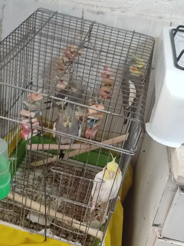 4عدد عروس هلندی|پرنده|محلات, |دیوار