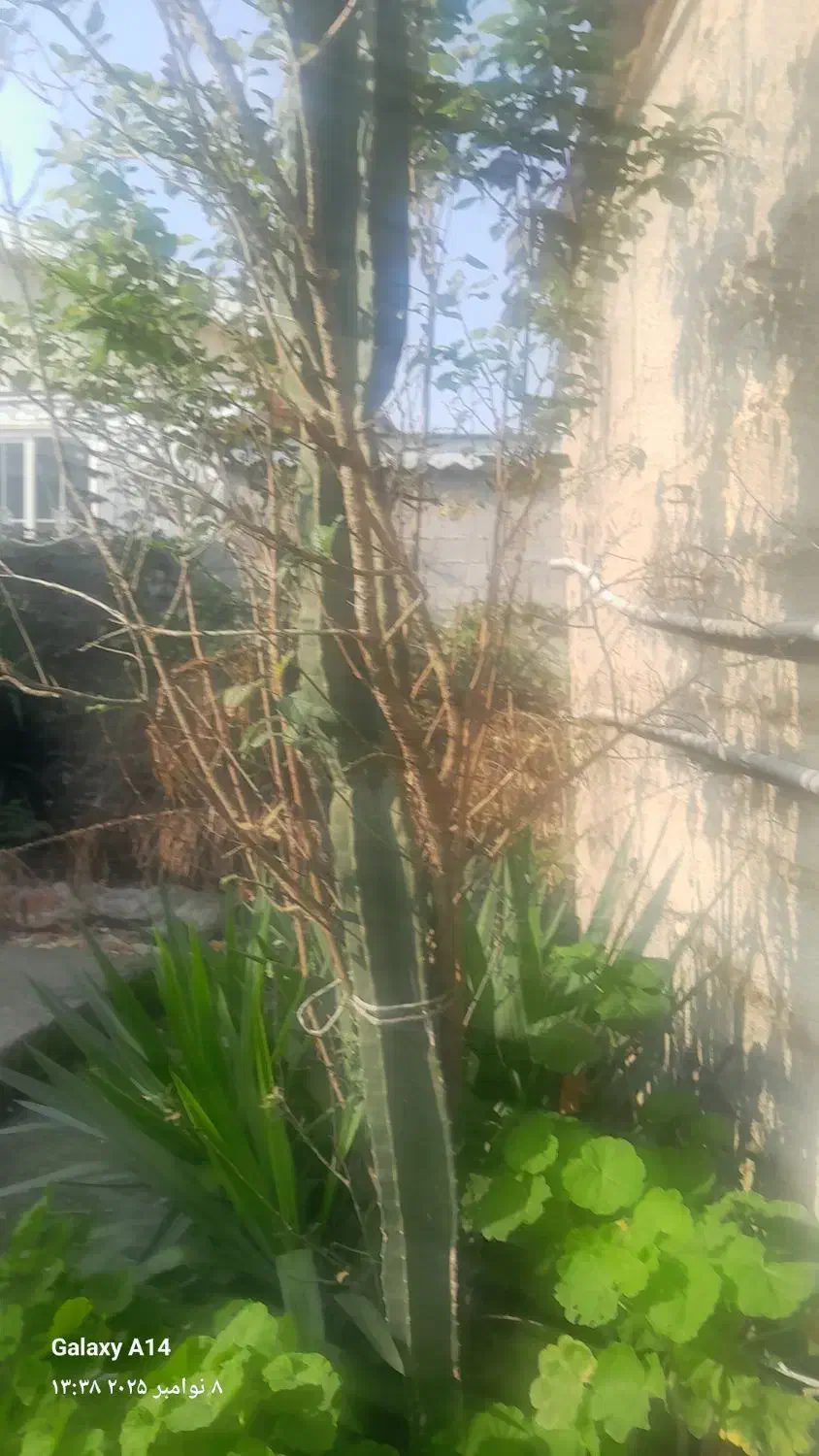 گل کاکتوس|گل و گیاه طبیعی|گوراب زرمیخ, |دیوار