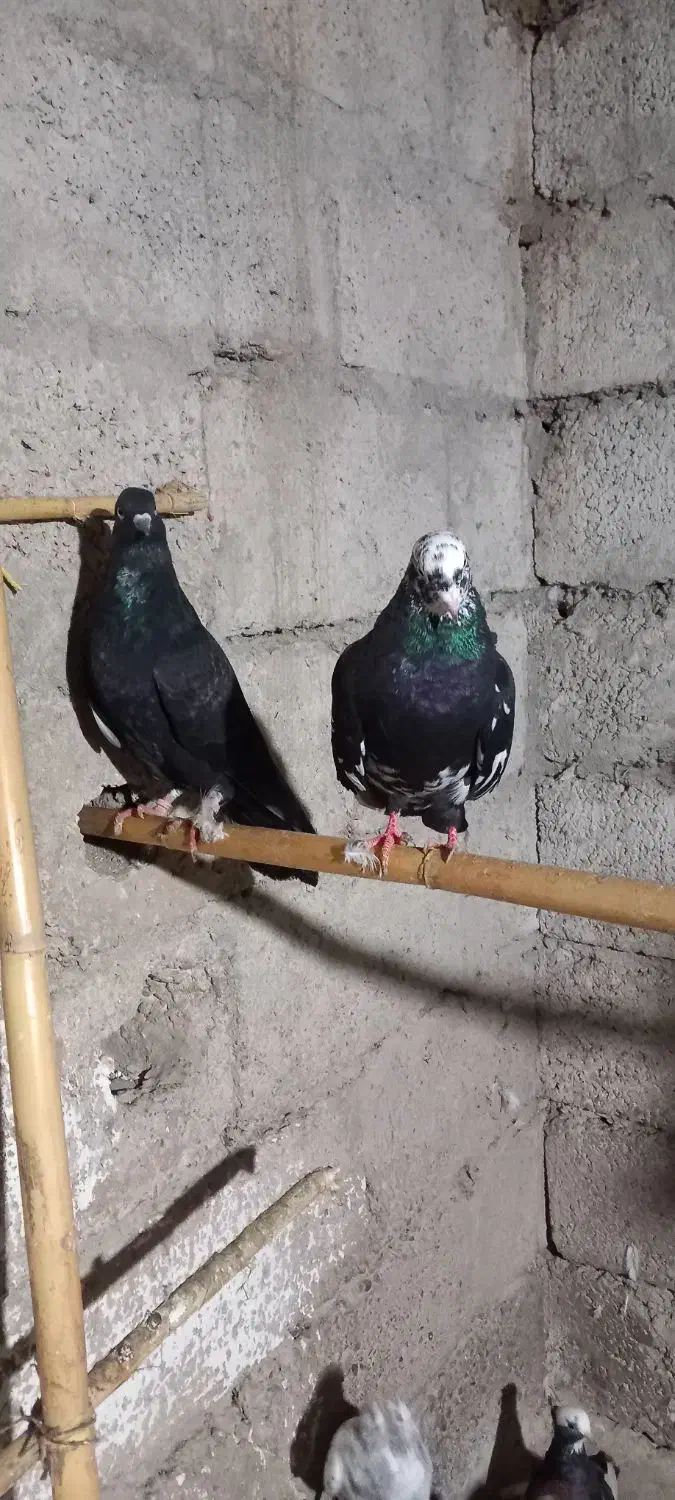 کبوتر پرشی|پرنده|املش, |دیوار