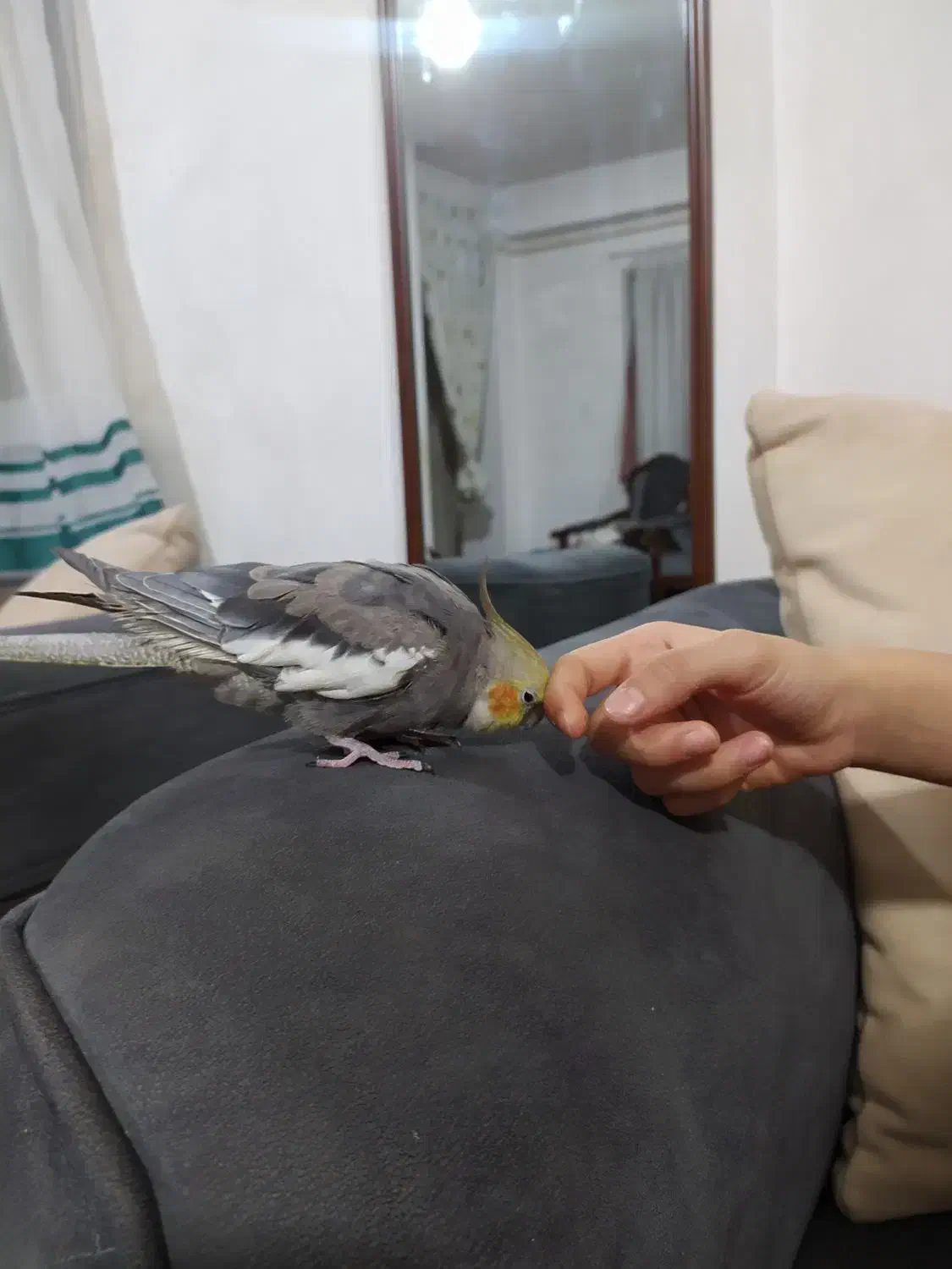 عروس هلندی نر سخنگو|پرنده|لاهیجان, خمیر کلایه|دیوار