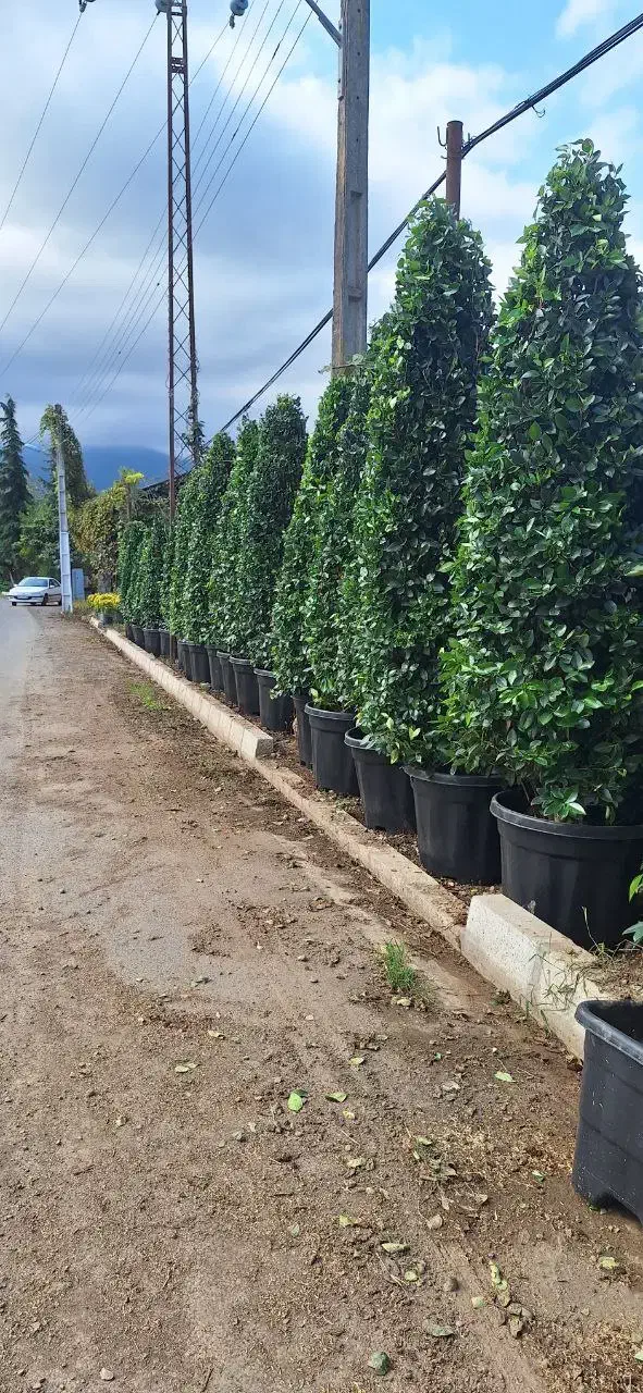 گل یاس هلندی|خدمات باغبانی و درختکاری|چابکسر, |دیوار