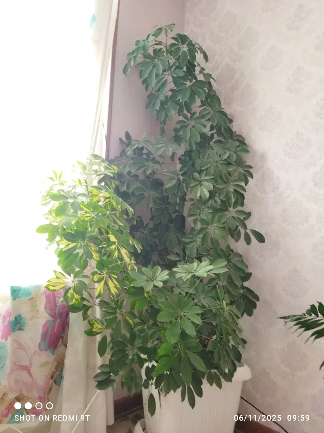 گل‌های آپارتمانی زیبا و شاداب|گل و گیاه طبیعی|صدرا-فارس, فاز ۱|دیوار