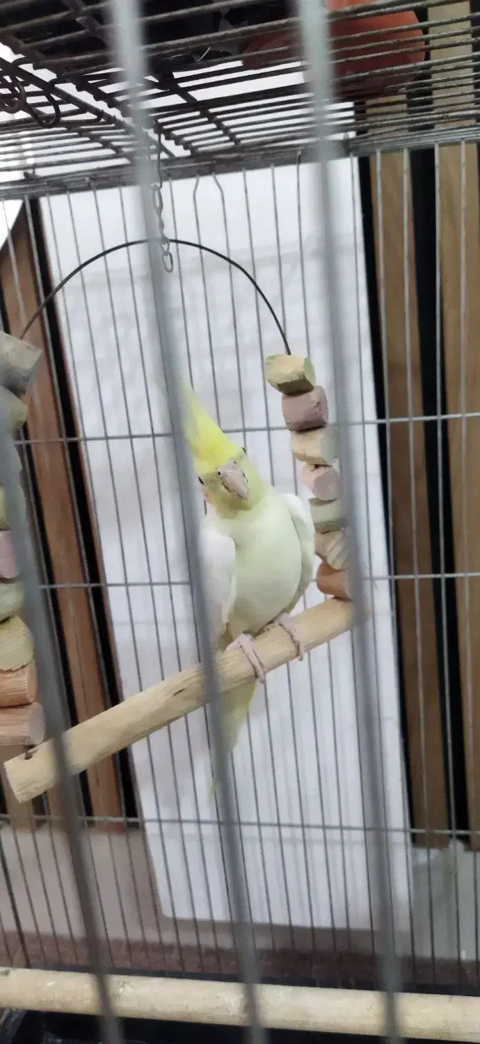 دو عدد عروس هلندی لوتینو|پرنده|تاکستان, |دیوار