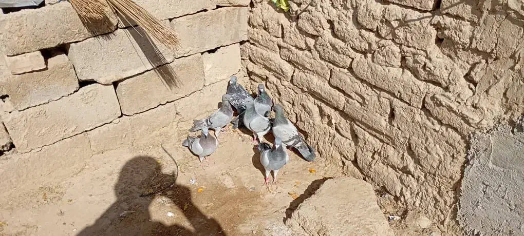 کفتر سبز و مگس شازده سبز|پرنده|زهک, |دیوار