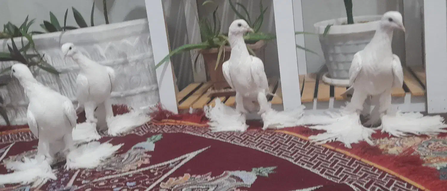 کبوتر|پرنده|ملکان, |دیوار