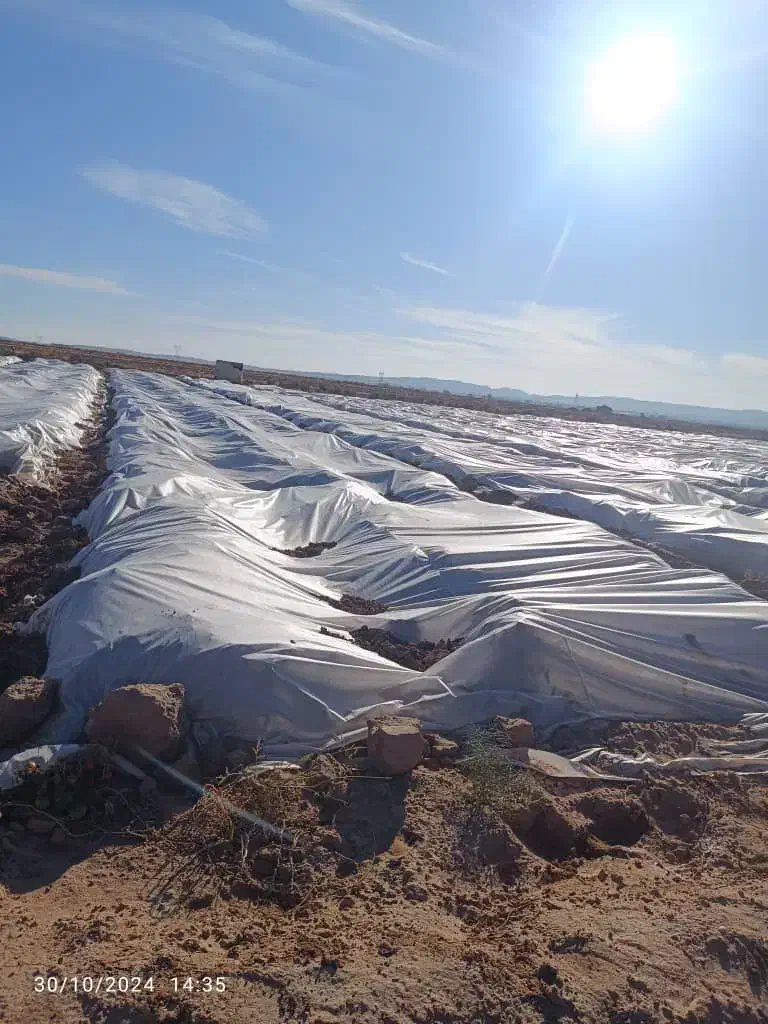 فوم - کاورضدسرمازدگگی|گل و گیاه طبیعی|جیرفت, |دیوار