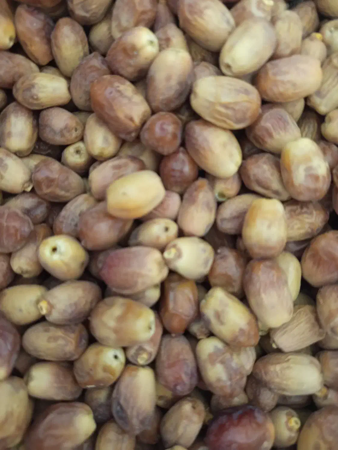 قصب زاهدی از باغات شهرستان فراشبند فارس|خوردنی و آشامیدنی|فراشبند, |دیوار