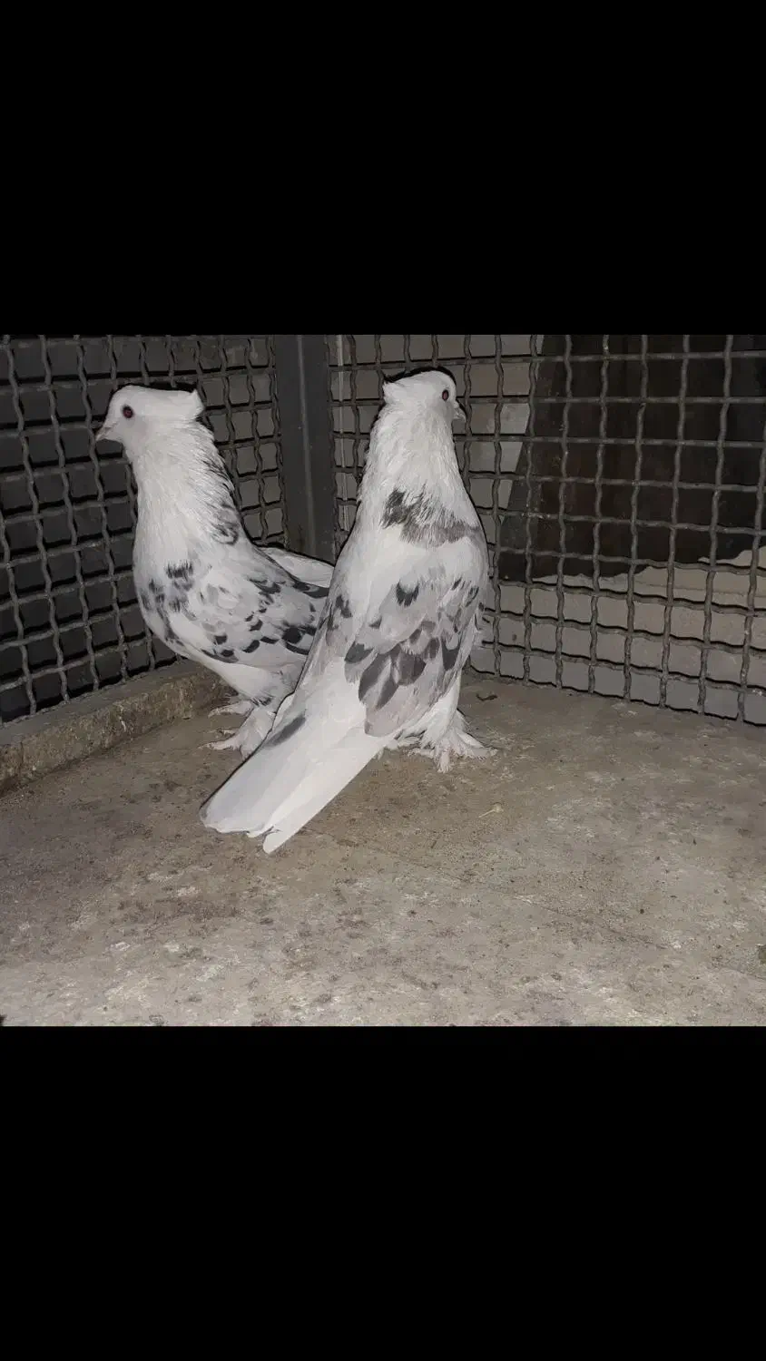 کبوتر شازده هما سرور کاکلی|پرنده|چهاردانگه (تهران), |دیوار