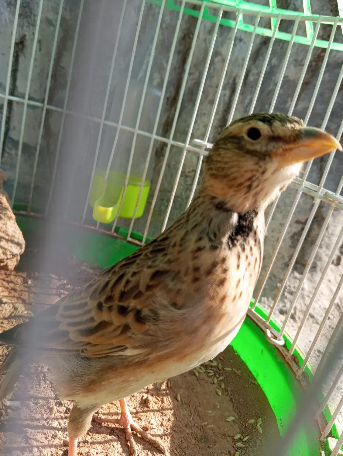 قناری جوانه نر|پرنده|تربت جام, معدآباد|دیوار