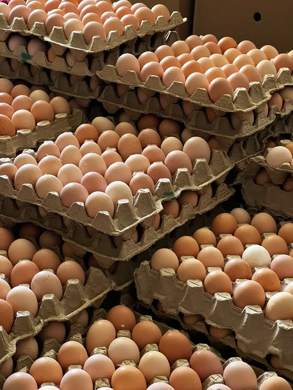 تخم مرغ بومی|خوردنی و آشامیدنی|فرخشهر, |دیوار