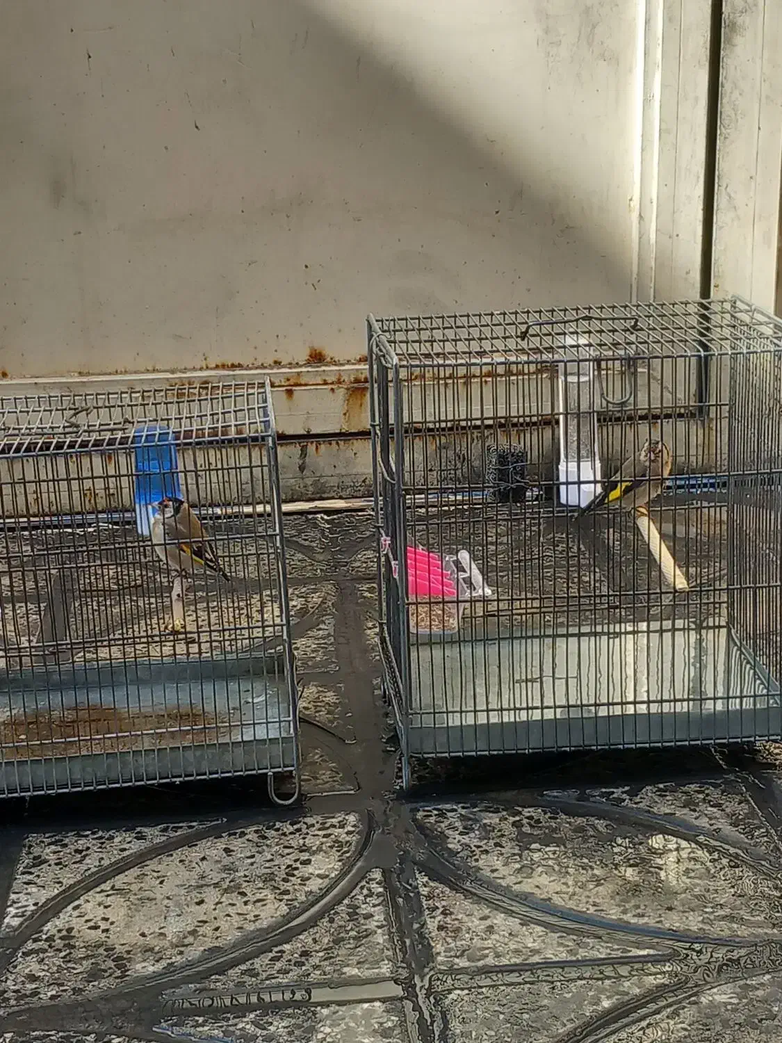 جوجه سره سوا شده ب شرط|پرنده|قرچک, شهرک صنعتی قرچک|دیوار