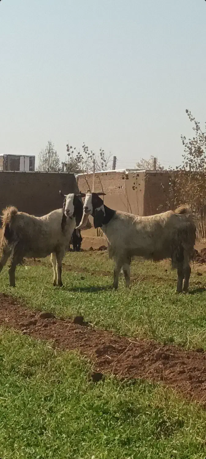 دو عدد بز جوان آبستن نژاد پاکستان|حیوانات مزرعه|خواجه, |دیوار