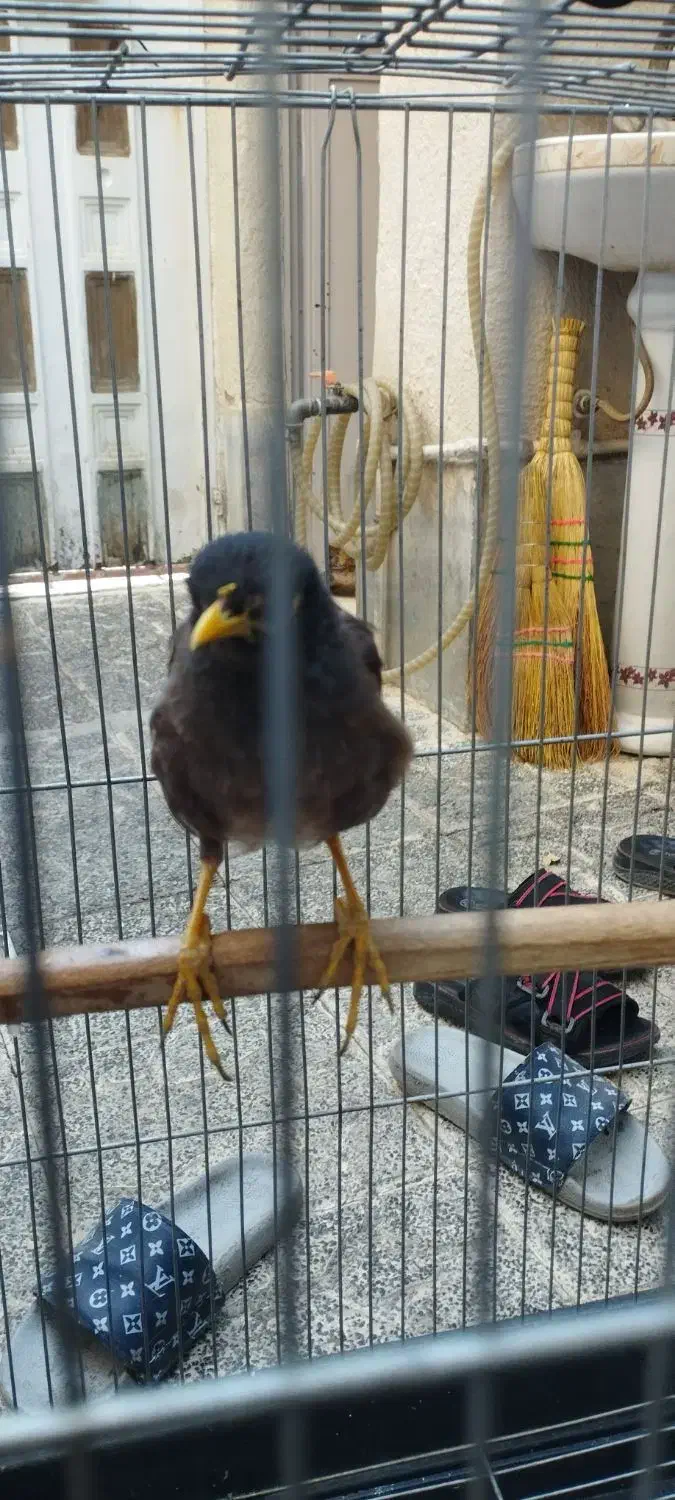 مرغ مینا|پرنده|بهارستان, |دیوار