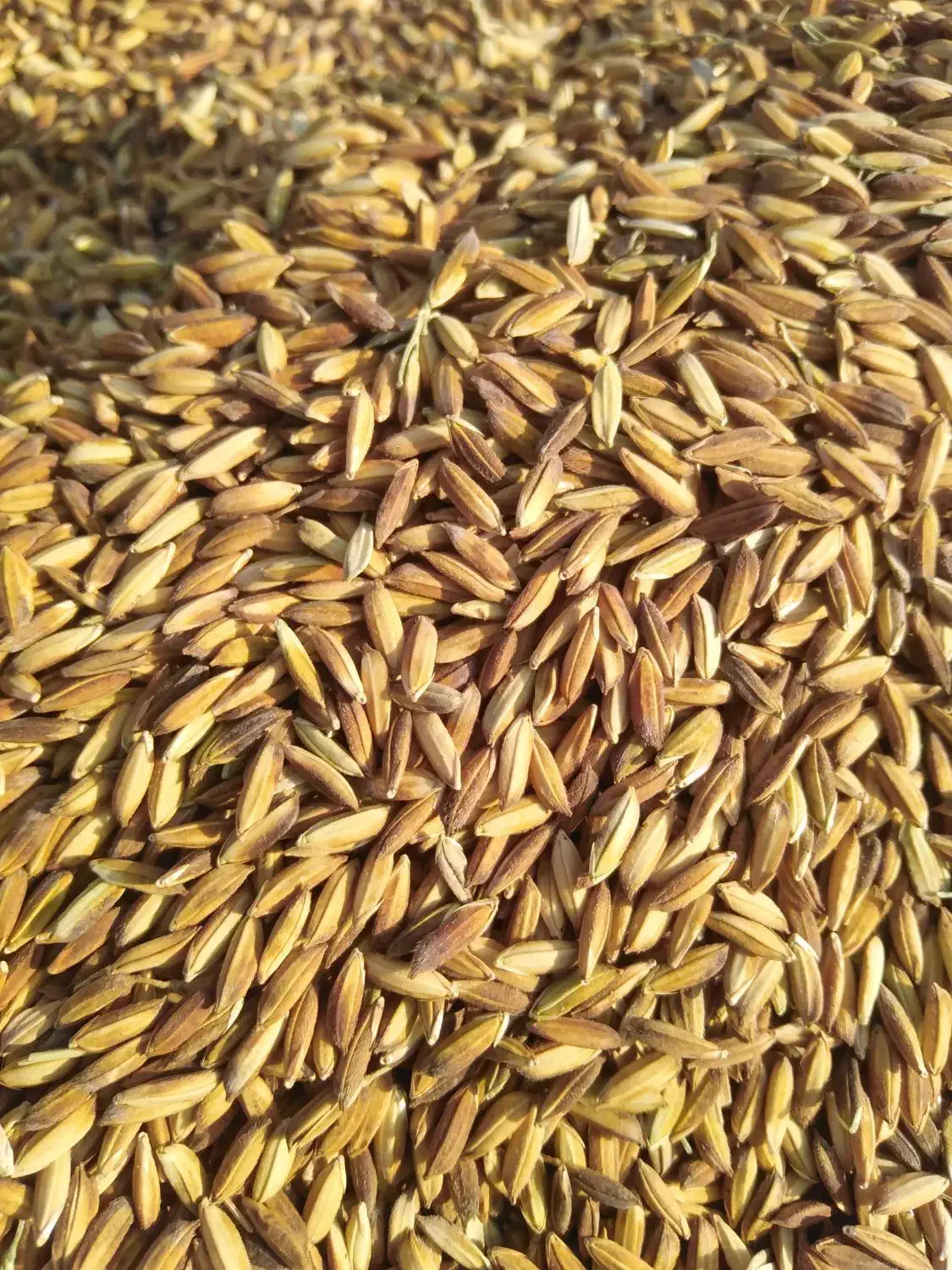 برنج اصل|خوردنی و آشامیدنی|کرمان, |دیوار