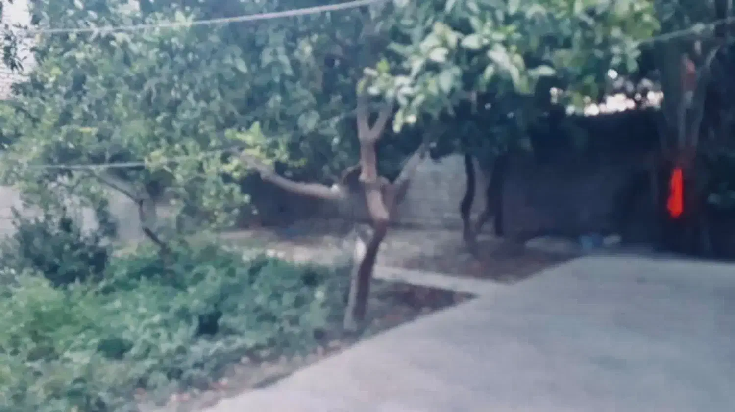 منزل مسکونی|فروش خانه و ویلا|نکا, |دیوار