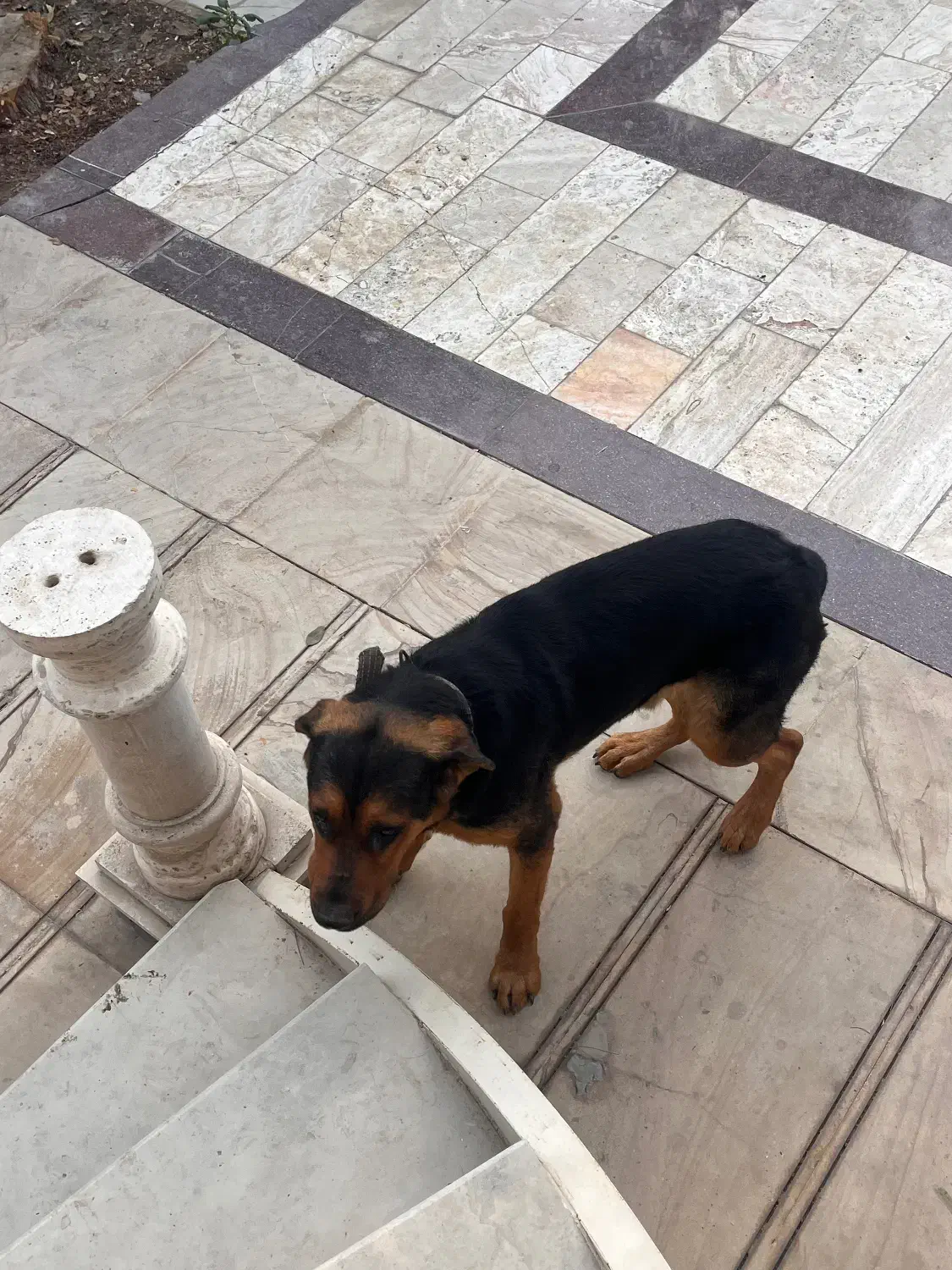 واگذاری یا معاوضه|سگ|شهریار, رضی آباد پایین|دیوار