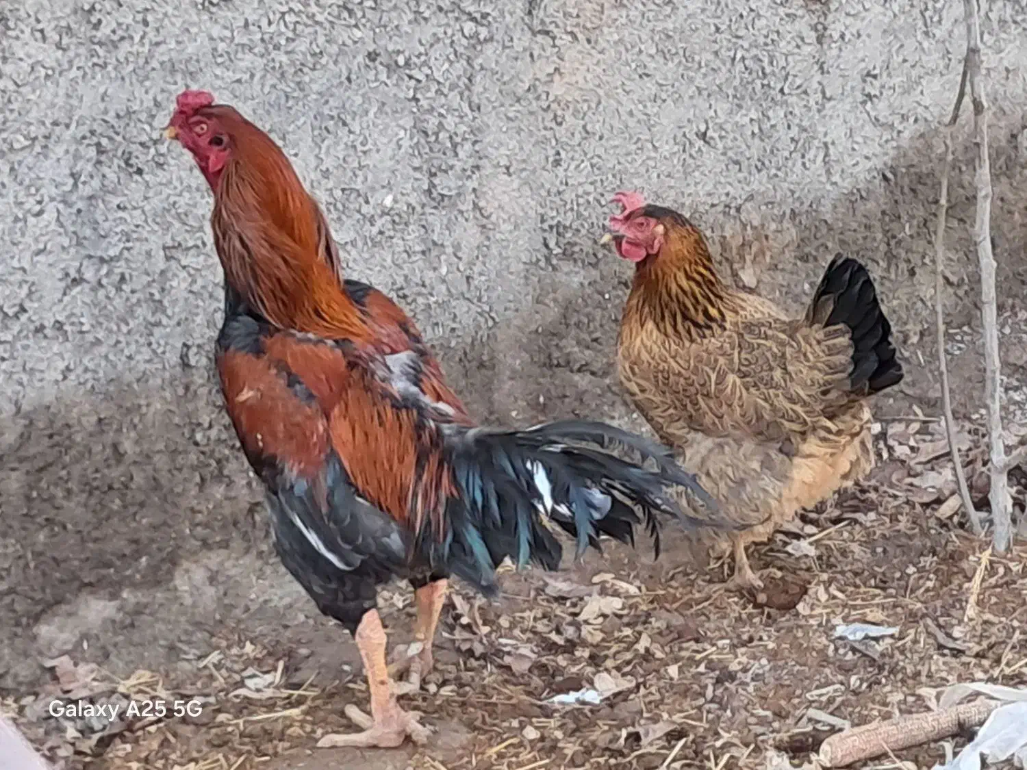 خروس لاری|حیوانات مزرعه|قزوین, |دیوار