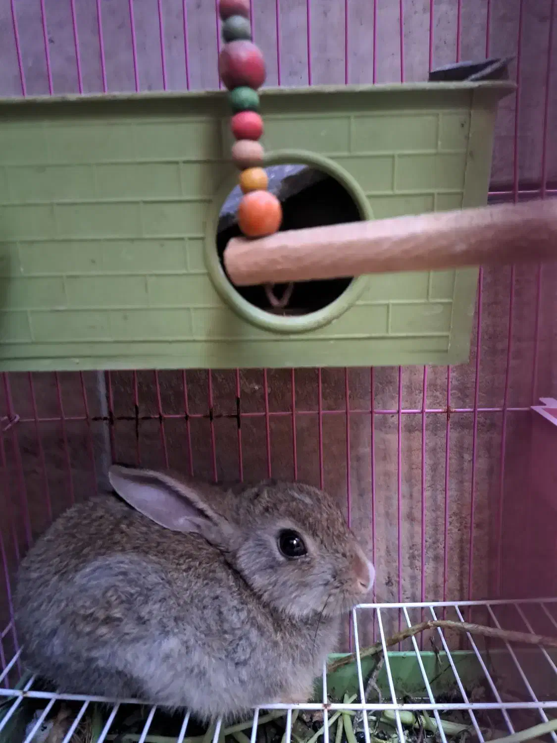 خرگوش باهوش|موش و خرگوش|بهبهان, |دیوار