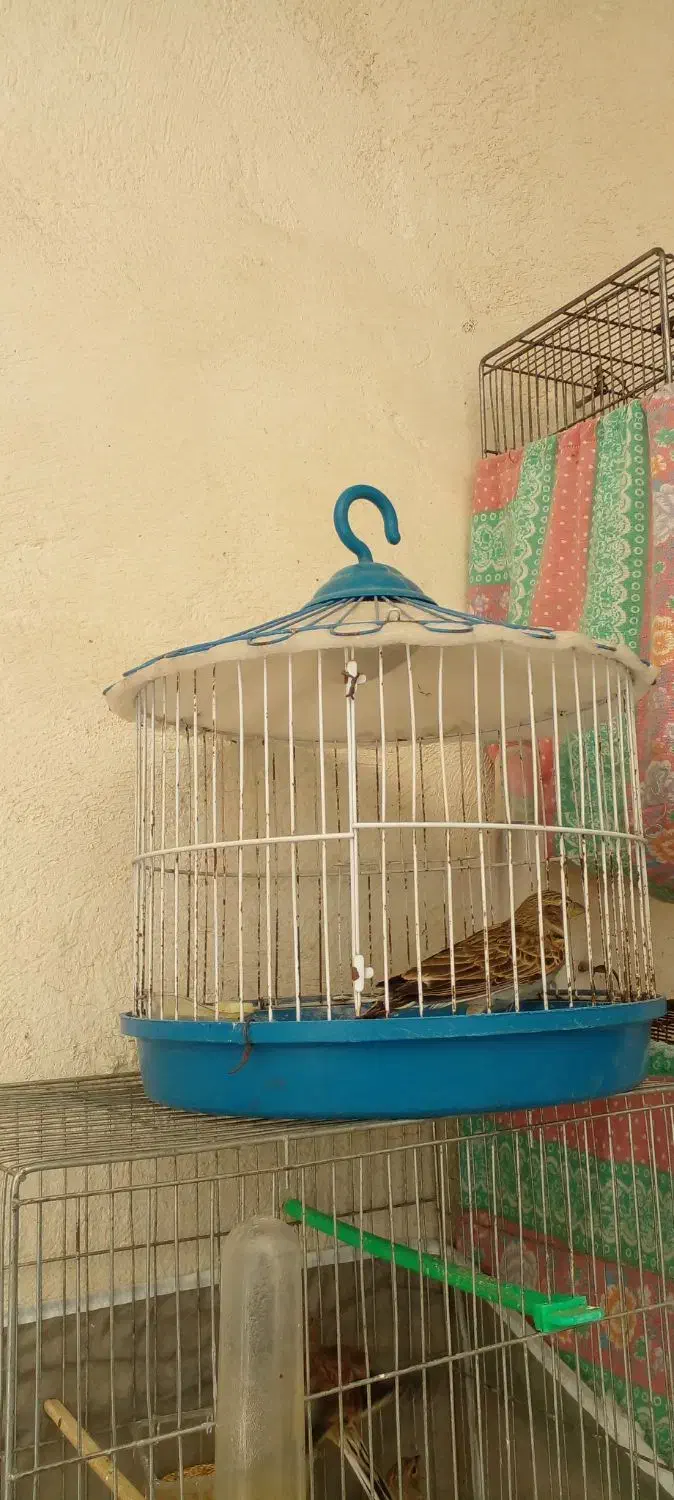 سهره خاکی نر|پرنده|تبریز, |دیوار