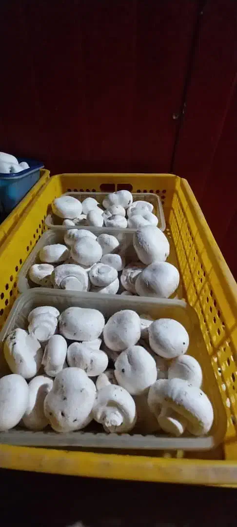 فروش قارچ از تولیدبه مصرف بی واسطه|خوردنی و آشامیدنی|مشهد مرغاب, |دیوار