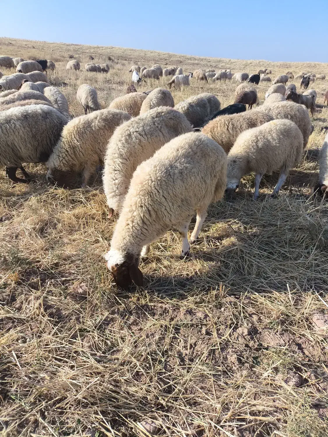 ورن  قوچ میش  بره بز  بزغاله باب قصای|حیوانات مزرعه|قصرشیرین, |دیوار