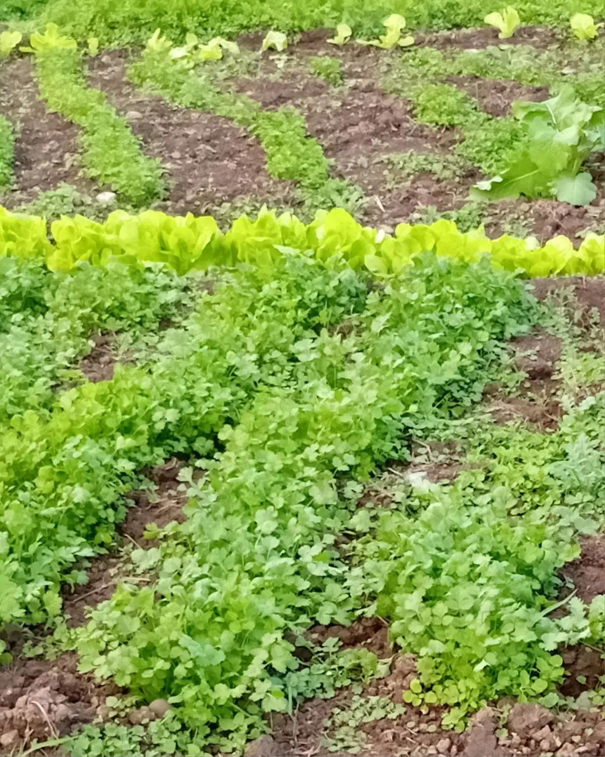 فروش سبزیجات محلی ارگانیک|خوردنی و آشامیدنی|طاهرگوراب, |دیوار