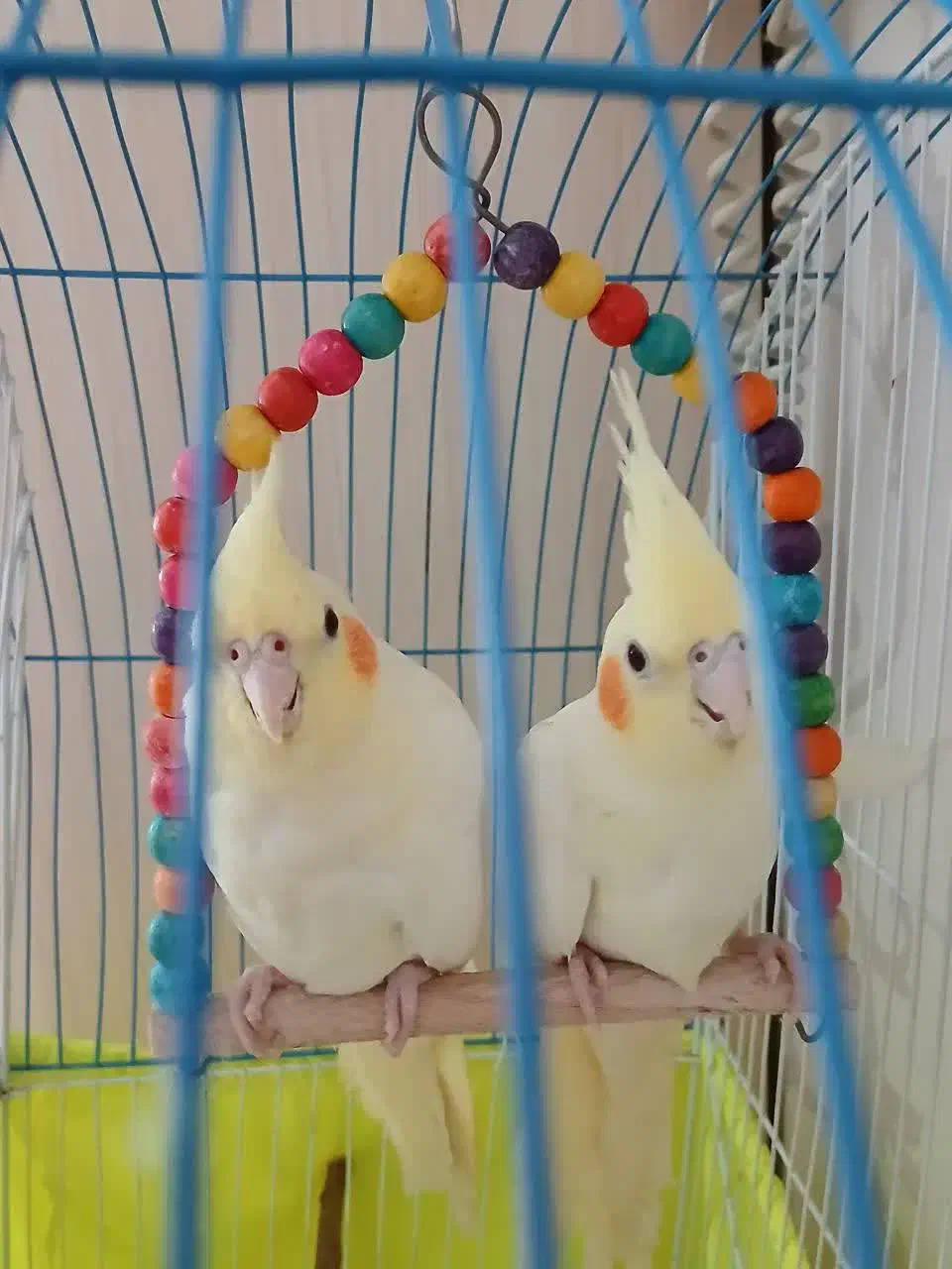 عروس هلندی|پرنده|تهران, امام زاده عبدالله|دیوار