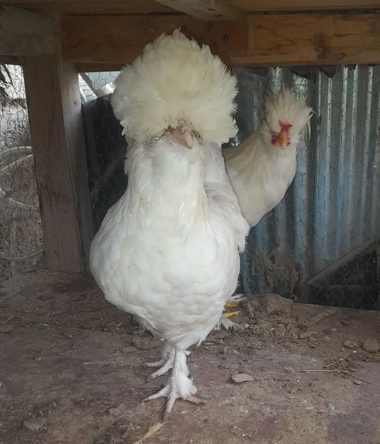 یک جفت سلطان عثمانی وارداتی و کمیاب.|حیوانات مزرعه|آستانه اشرفیه, |دیوار