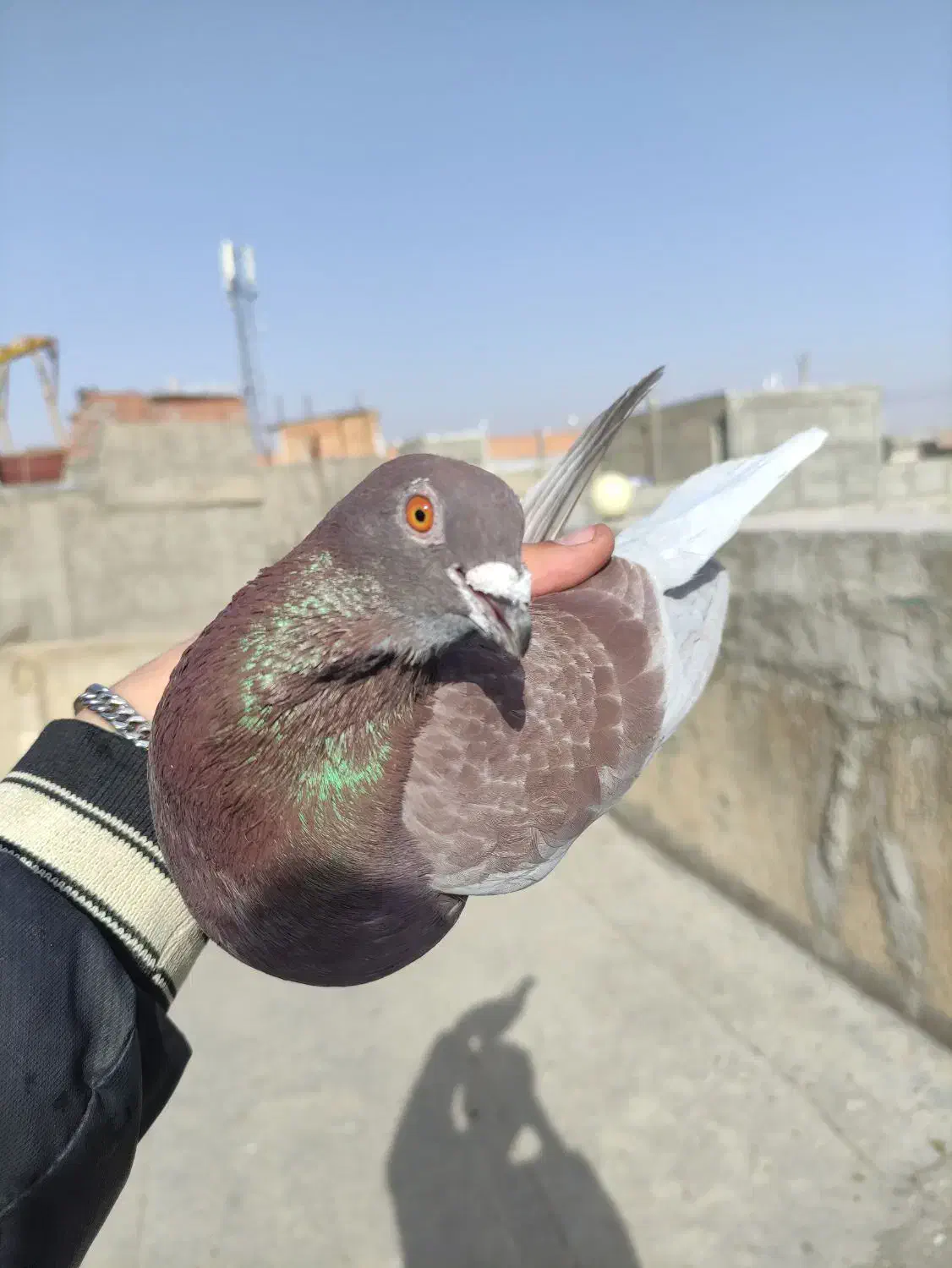 کفتر|پرنده|شیروان (خراسان), |دیوار