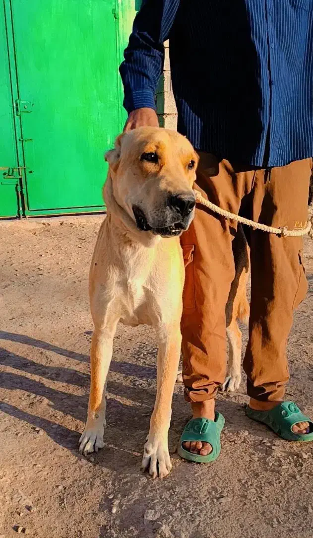 سگ افغانی افغانی|سگ|چناران, |دیوار