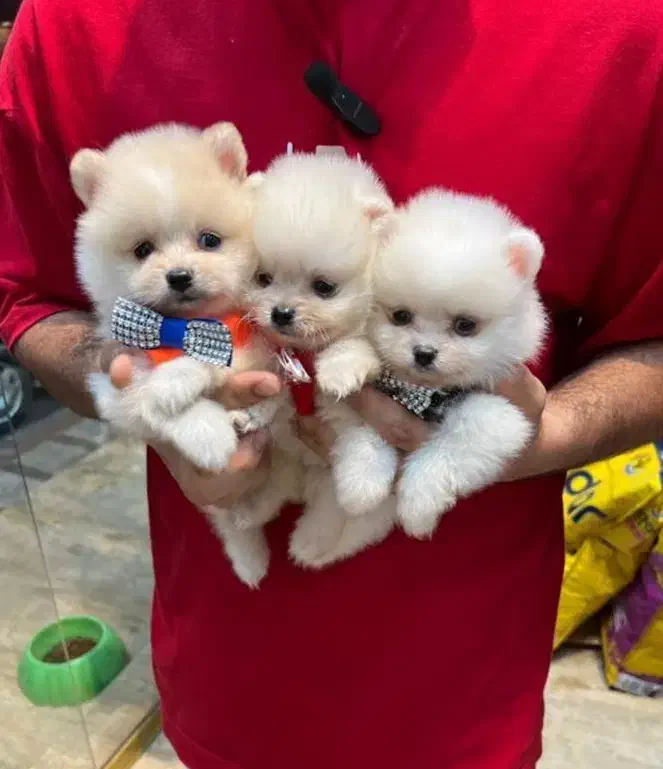 کادو یلدایی فسقلی های بازیگوش آپارتمانی عروسک|سگ|کرمانشاه, |دیوار