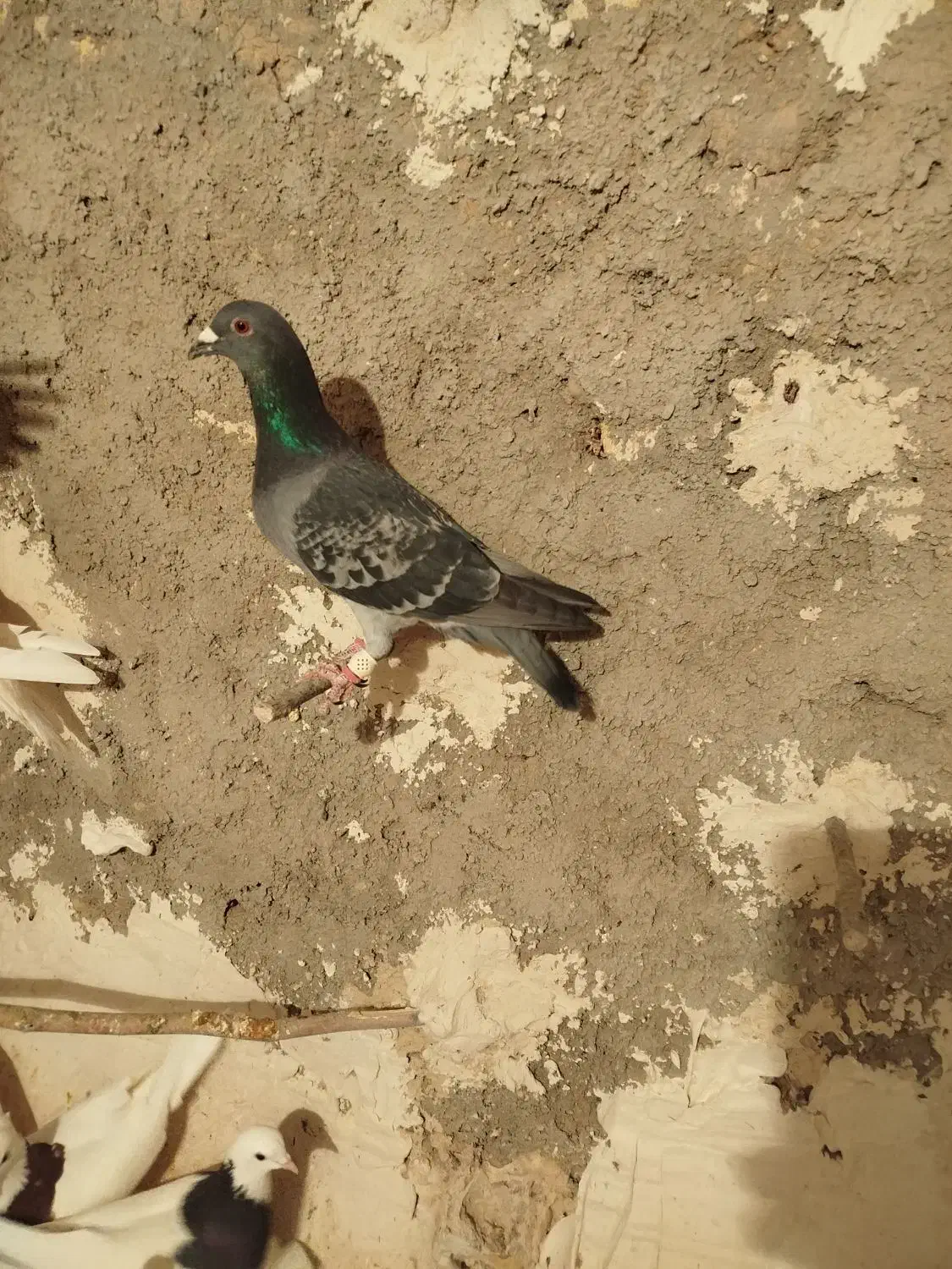 کبوتر|پرنده|شیروان (خراسان), |دیوار