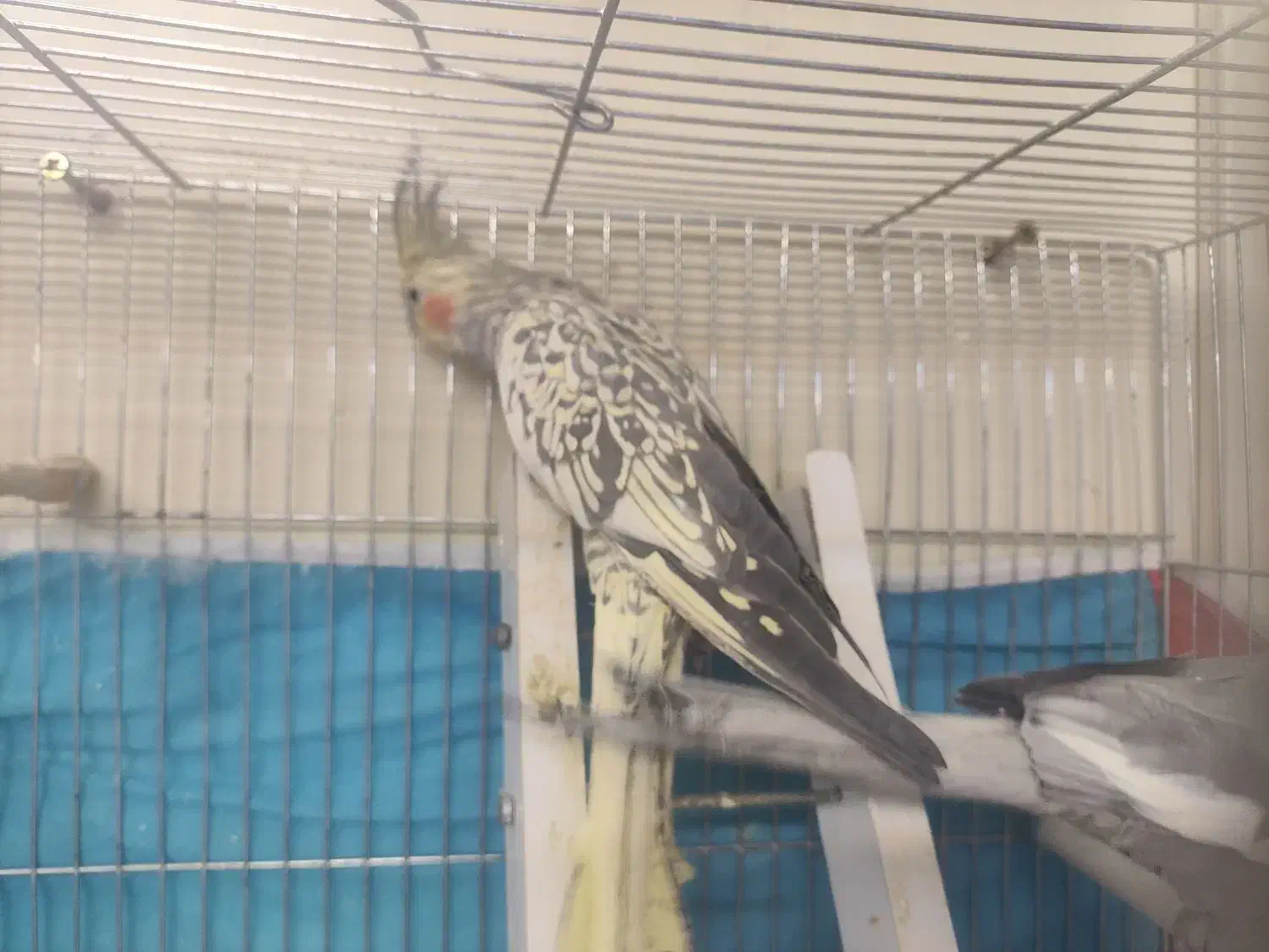 جفت عروس هلندی|پرنده|صوفیان, |دیوار