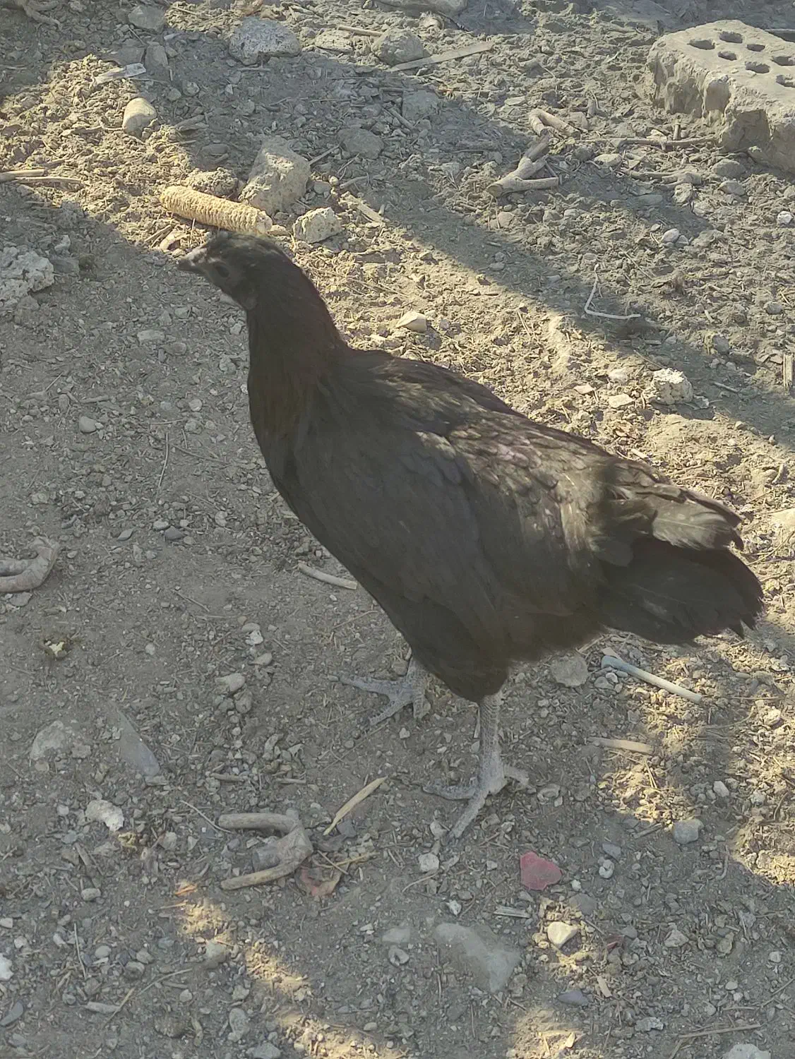 سه مرغ و سه خروس نژاد دار|حیوانات مزرعه|خاوران, |دیوار