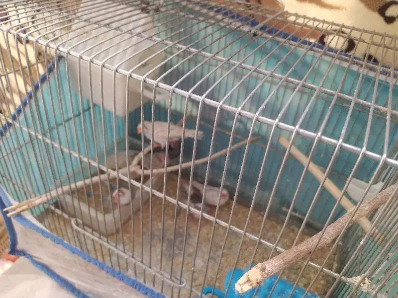 فنچ|پرنده|همدان, |دیوار