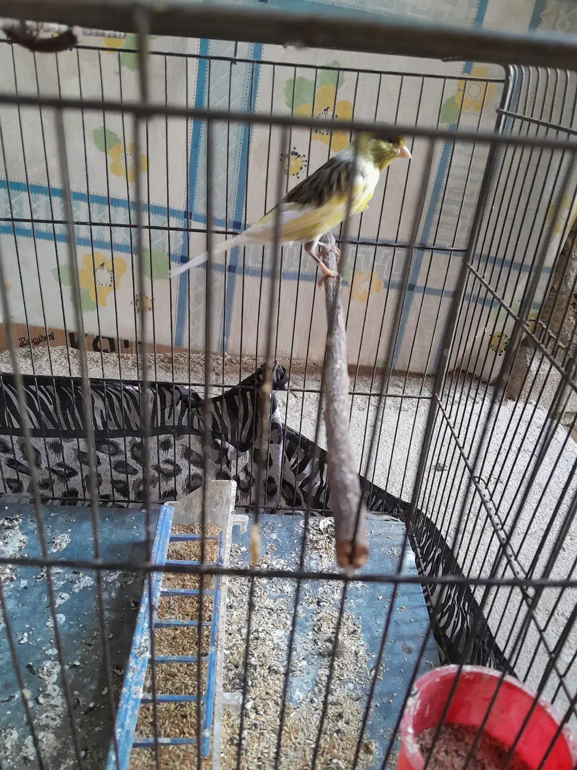 دو عدد قناری نر و ماده|پرنده|بروجرد, |دیوار