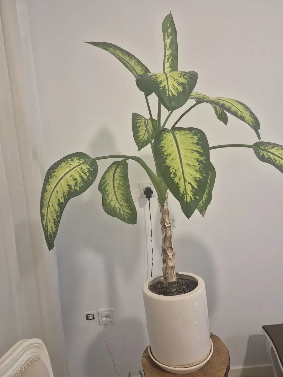 گل دیفن باخیا|گل و گیاه طبیعی|قم, شهرک امام حسن|دیوار