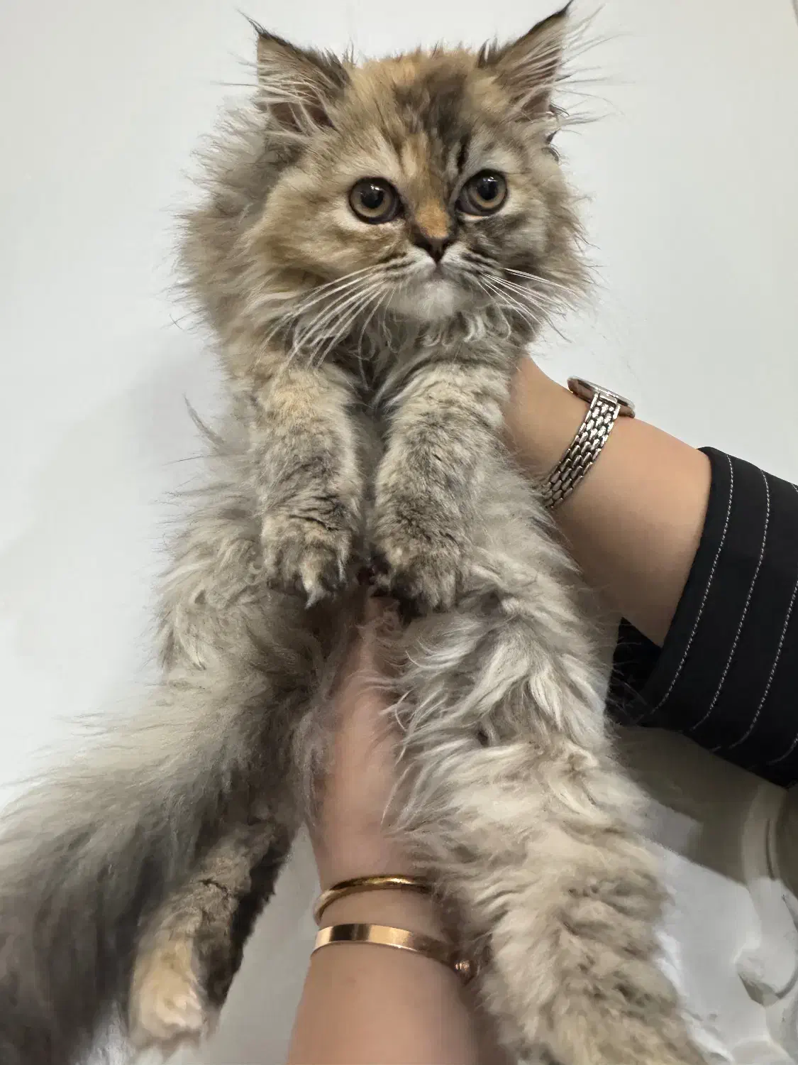 واگذاری گربه پرشین|گربه|مهاباد (آذربایجان غربی), |دیوار