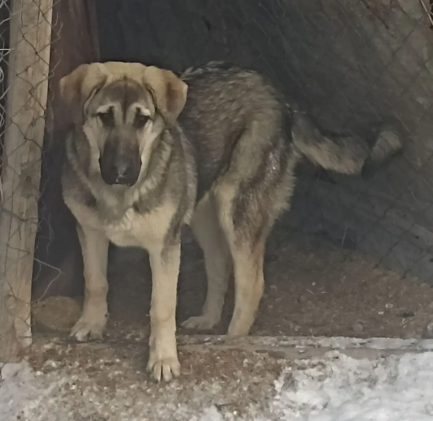 واگذاری توله|سگ|سلماس, |دیوار