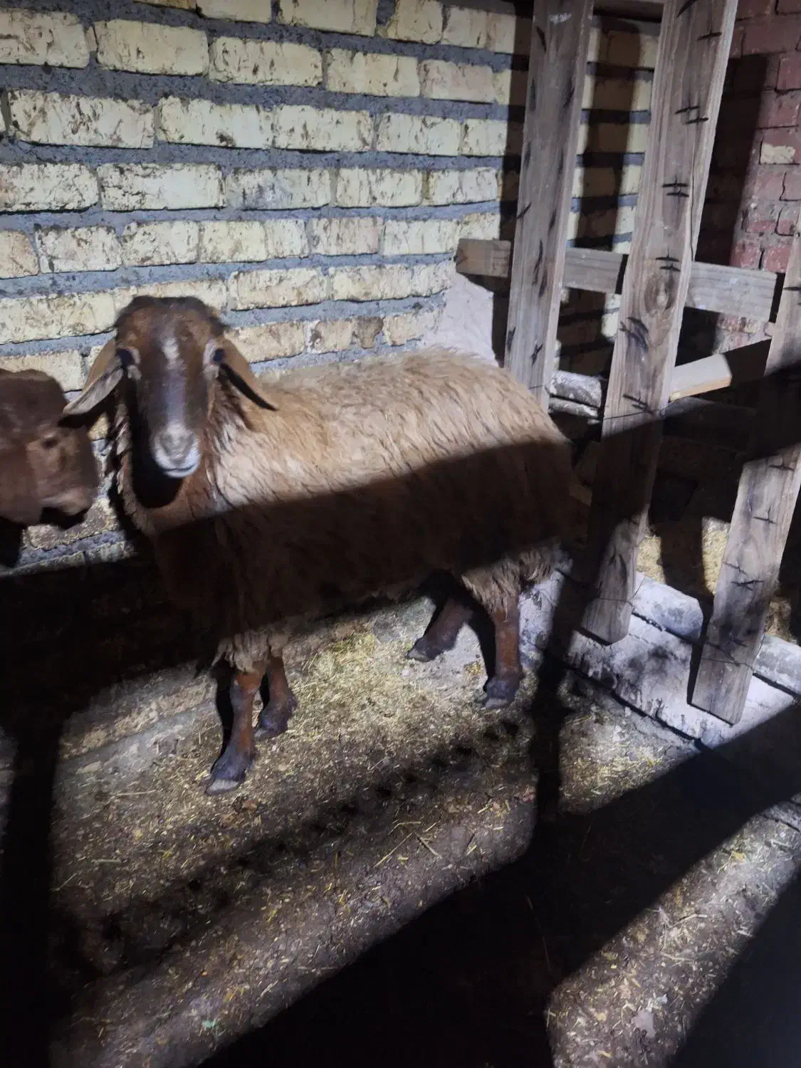 میش|حیوانات مزرعه|فلاورجان, |دیوار