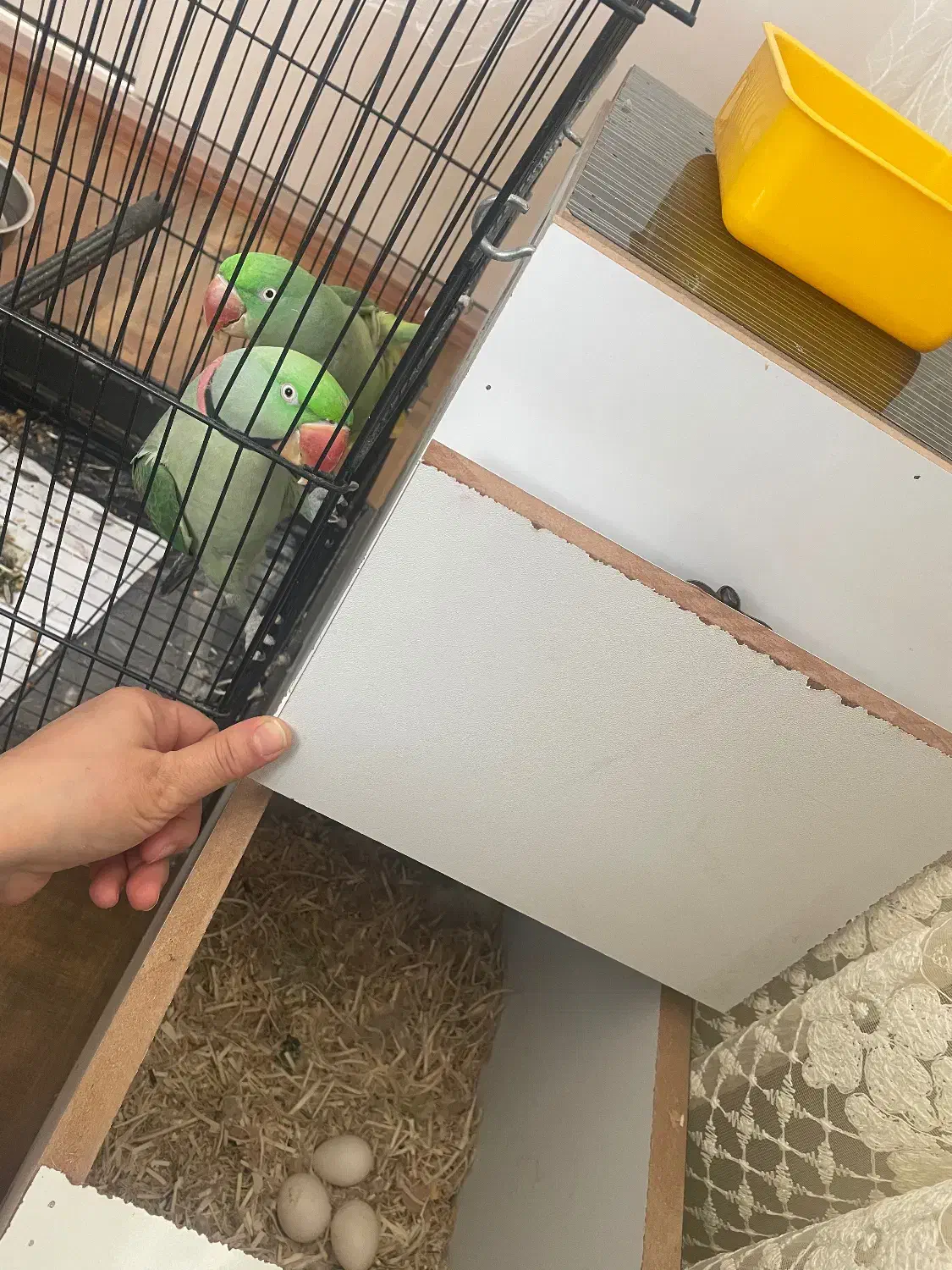 شاه طوطی|پرنده|تبریز, |دیوار