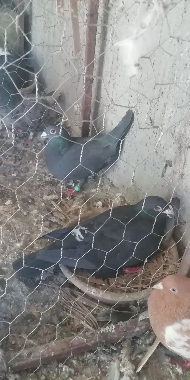 کبوتر|پرنده|شیراز, شهرک مهدیه|دیوار