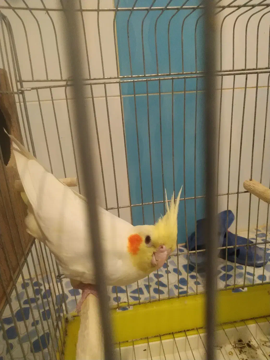 عروس هلندی|پرنده|بهبهان, |دیوار