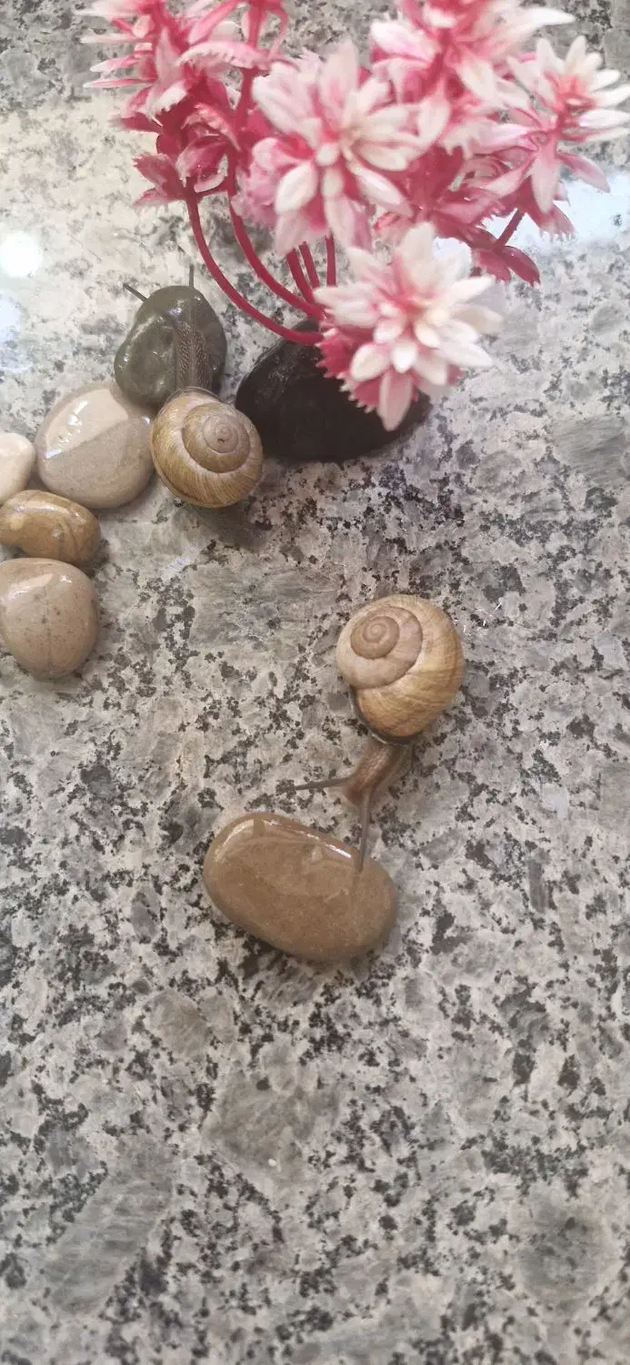 فروش حلزون|خزنده|شهرکرد, |دیوار